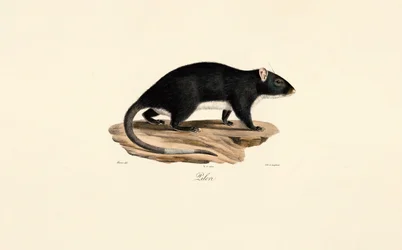 Rato almiscarado