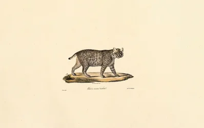 Jaguatirica