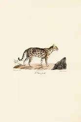 Jaguatirica, fêmea