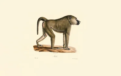 Babuíno das Oliveiras