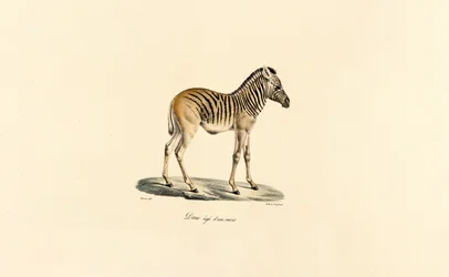 Zebra da montanha com um ano de idade