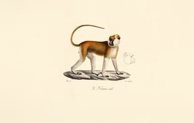 Macaco Patas (Macho)