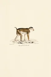 Macaco-de-cauda-de-porco (macho)