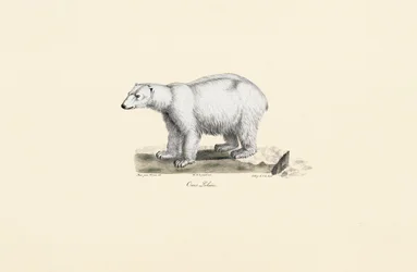 Urso Polar