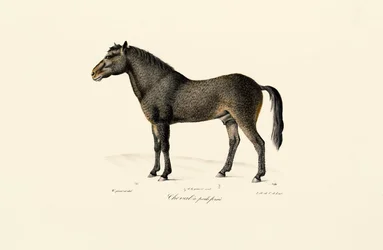 O cavalo de Przewalski