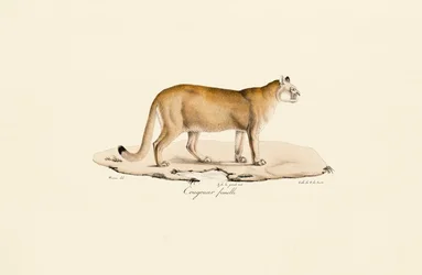 Puma, fêmea