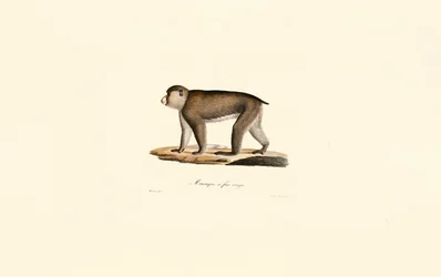 Macaque de cara vermelha