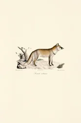 Raposa vermelha (Vulpes vulpes)