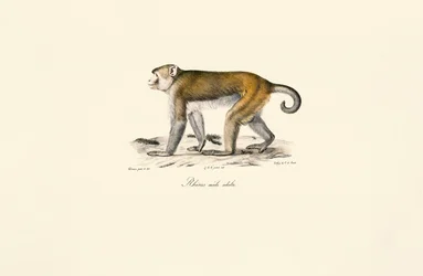 Macaque Rhesus (Macaca mulatta)