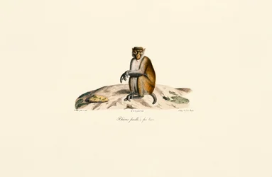Macaque Rhesus (Macaca mulatta)