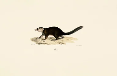 Vontsira-de-cauda-anelada