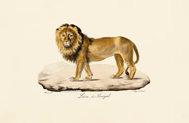 Leão do Senegal