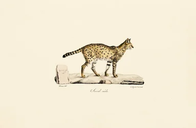 Serval, macho