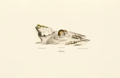Jird de Shaw (Mérion)