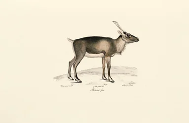 Veado almiscarado da Sibéria (Moschus moschiferus)