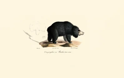 Urso-preguiça (Velho Urso Malabarista)