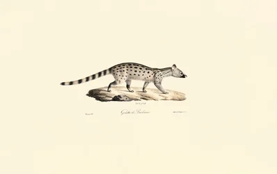 Geneta de manchas pequenas