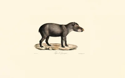 Anta sul-americana
