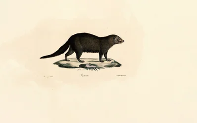 Tayra sul-americana