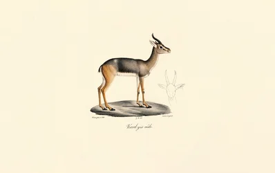 Reedbuck do Sul (Révebi Antelope, Macho)