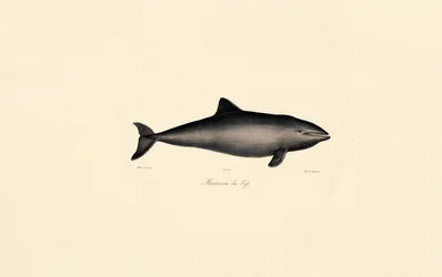 Baleia-franca-do-sul Golfinho