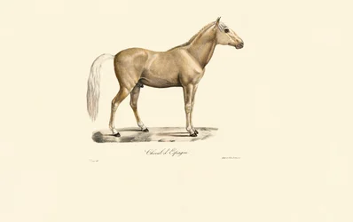 Cavalo espanhol