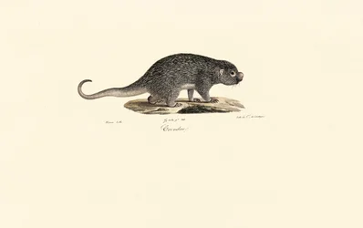 Ratazana