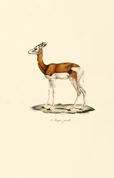 Springbok (Feminino)