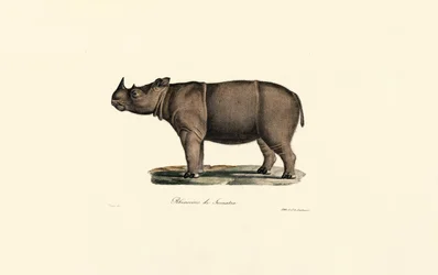 Rinoceronte de Sumatra