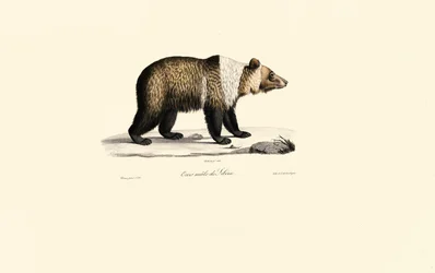 Urso pardo da Síria (Ursus arctos syriacus)