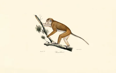Macaque tibetano