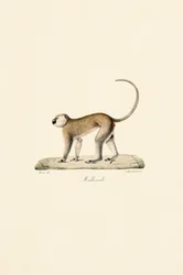 Macaco Vervet (Malbrouck)