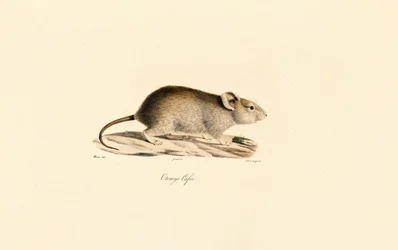 Rato Vlei