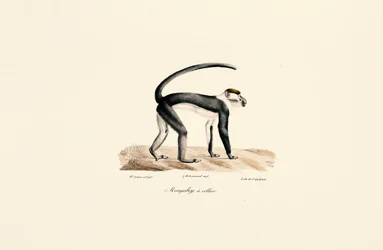 Mangabeu de colarinho branco (Cercocebus torquatus)