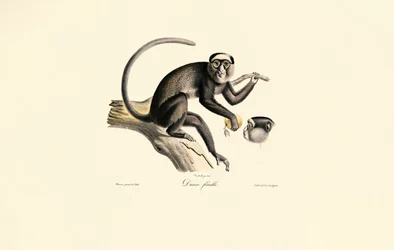 Macaco-aranha-de-testa-branca (Diane femelle)
