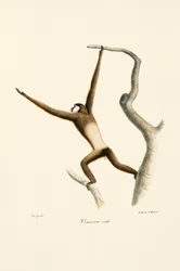 Gibão-de-mãos-brancas (Hylobates lar)