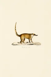 Coati de nariz branco (macho)