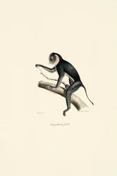 Saguim-de-cabeça-branca (fêmea)