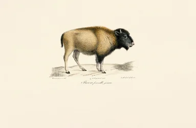 Jovem bisonte americano