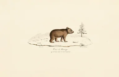 Jovem urso castanho da Noruega
