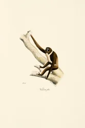 Gibão-de-mão-branca jovem (Hylobates lar)