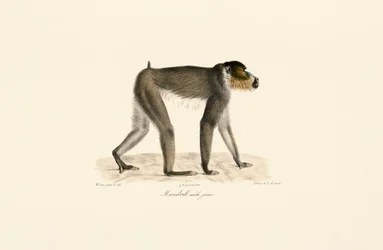 Mandril macho jovem