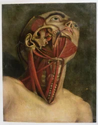 Secção transversal do lado direito do pescoço e face, c.1745 (mezziotint)