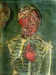 Garganta e coração, placa de &39;Anatomia das Vísceras&39;, dissecada, pintada e gravada por Gautier, 1745 (gravura a cores)