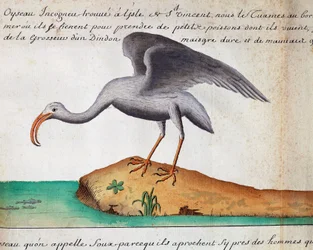 White Ibis (Eudocimus albus), ilha de São Vicente, Cabo Verde, aguarela do livro de bordo de Jacques Gouin de Beauchesne (1652-1730), capitão da Compagnie royale de la Mer du Sud, de 1698 a 1701, França