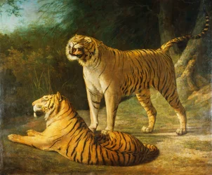 Um tigre e uma tigresa no Exeter "mudam o zoológico em 1808, 1808