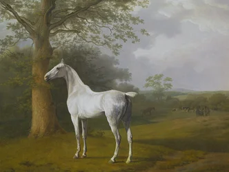 Cavalo cinzento no pasto