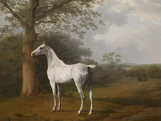 Cavalo cinzento no prado