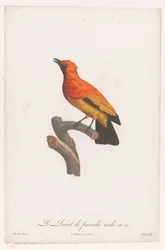 Bowerbird de cara preta em um galho Le Loriot de paradis male No 18 (título no objeto)