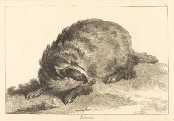 Blereau (Texugo)